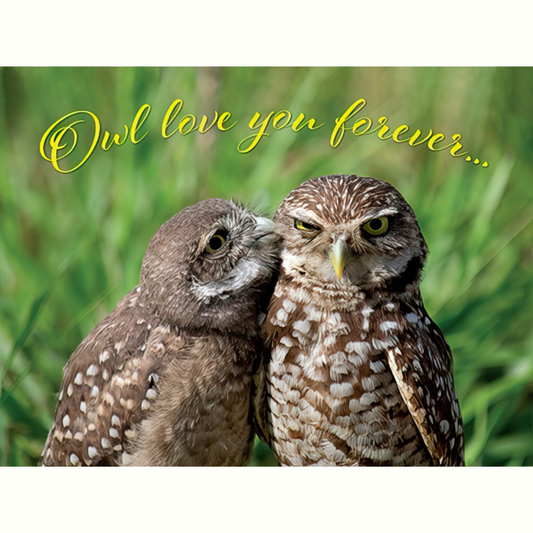 Love Card: Owl Love You Forever...